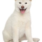 MOUNTAINSHIBA